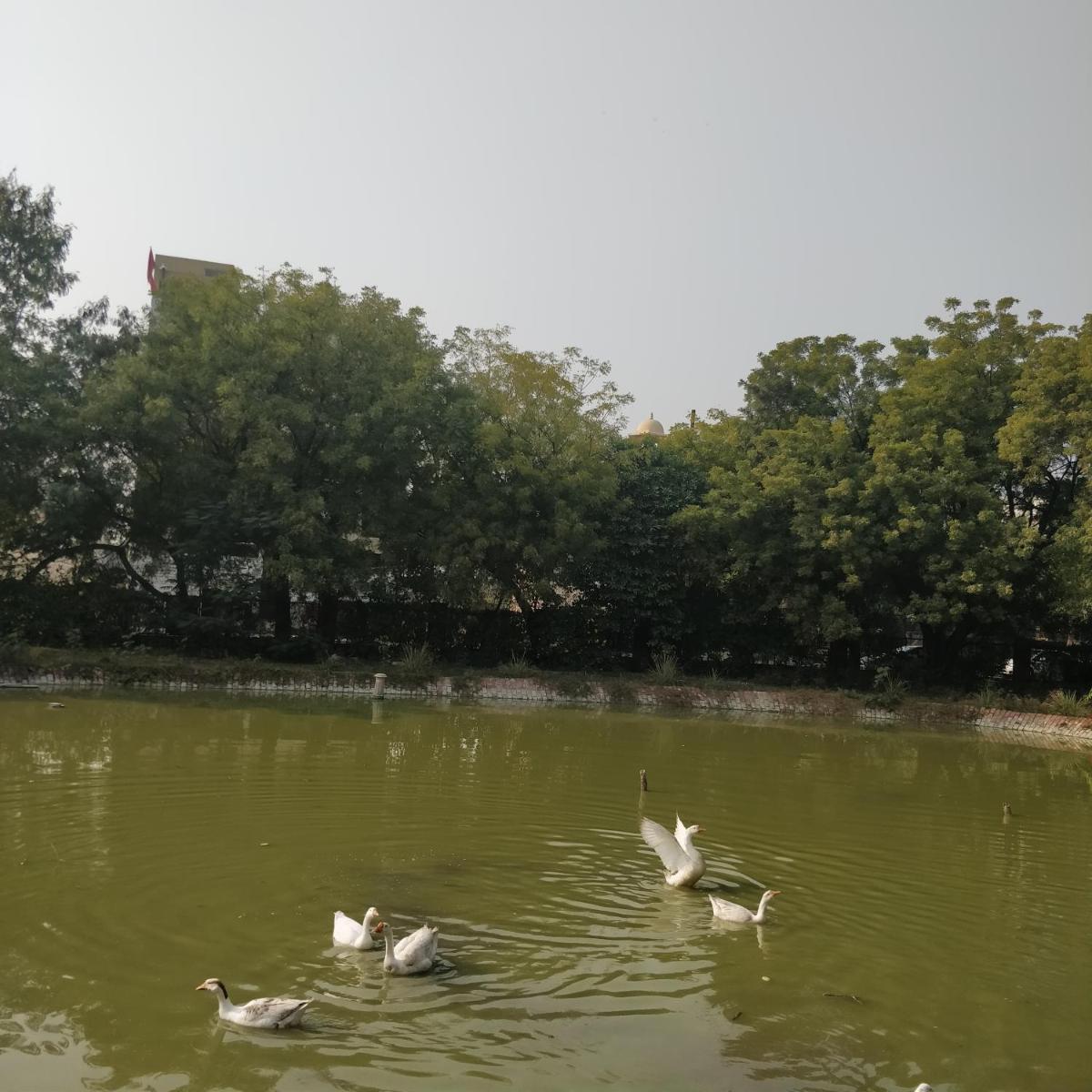 a group of birds swimming in a pond at Trident Agra in Agra