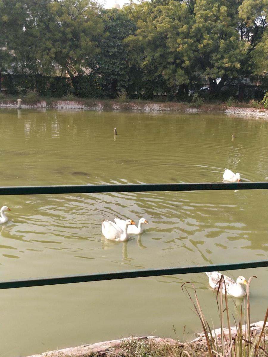 a group of white ducks swimming in a pond at Trident Agra in Agra