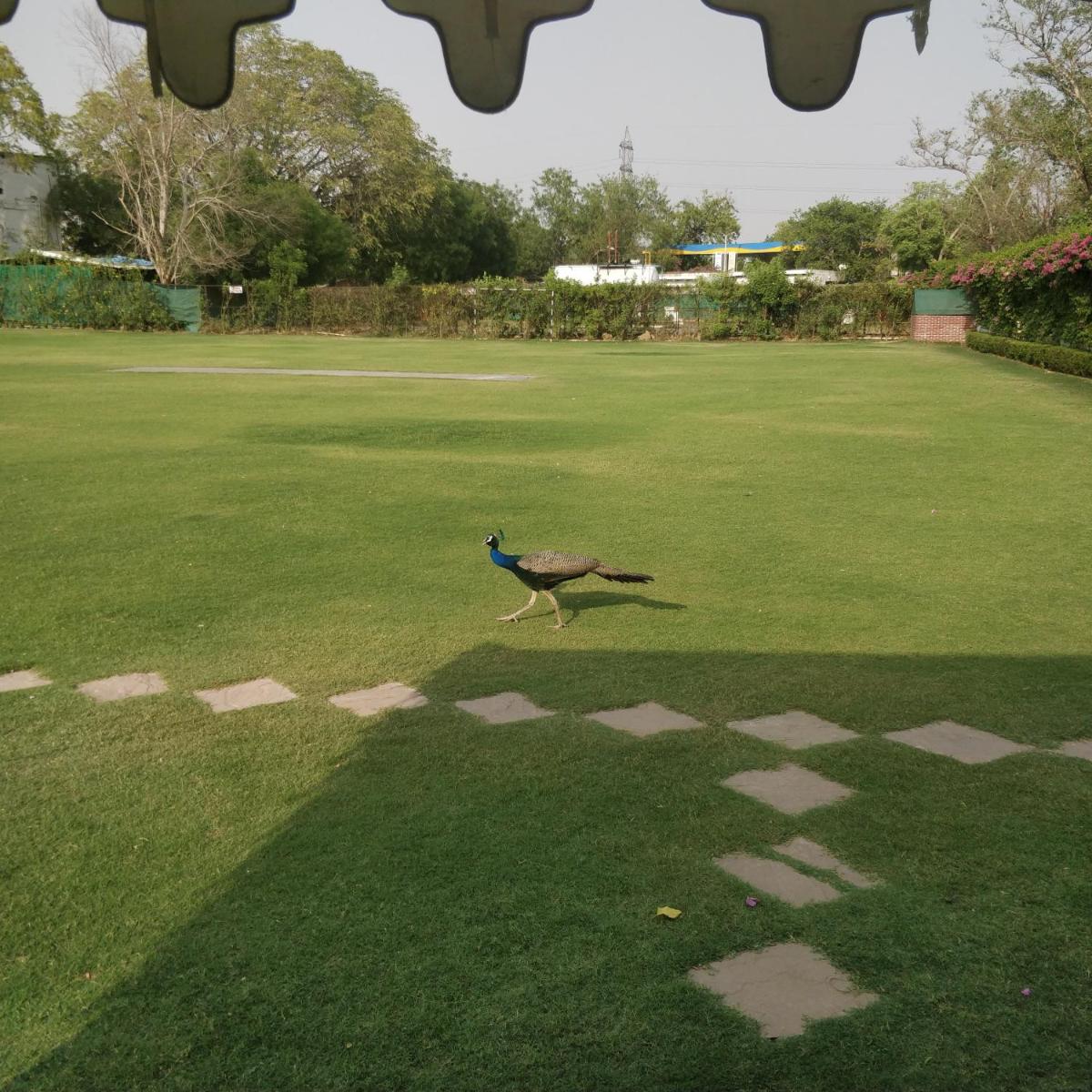 a peacock walking on the grass in a field at Trident Agra in Agra