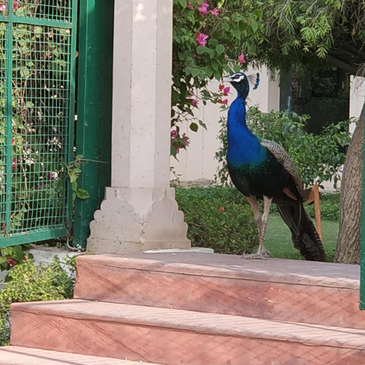 a peacock standing on the steps of a house at Trident Agra in Agra