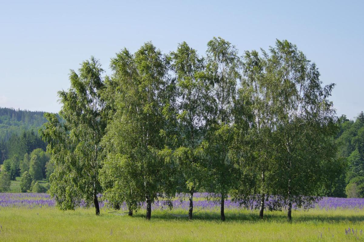 Trzy Morza - apartamenty pod górą "Trójmorski Wierch" Sudety - Housity