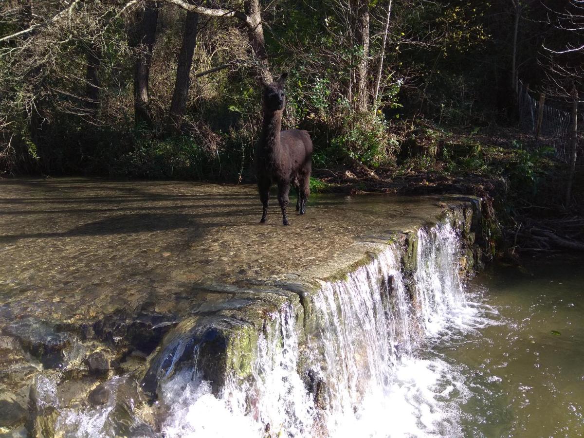Chambre Cévennes: Piscine, lamas, rivière - Housity