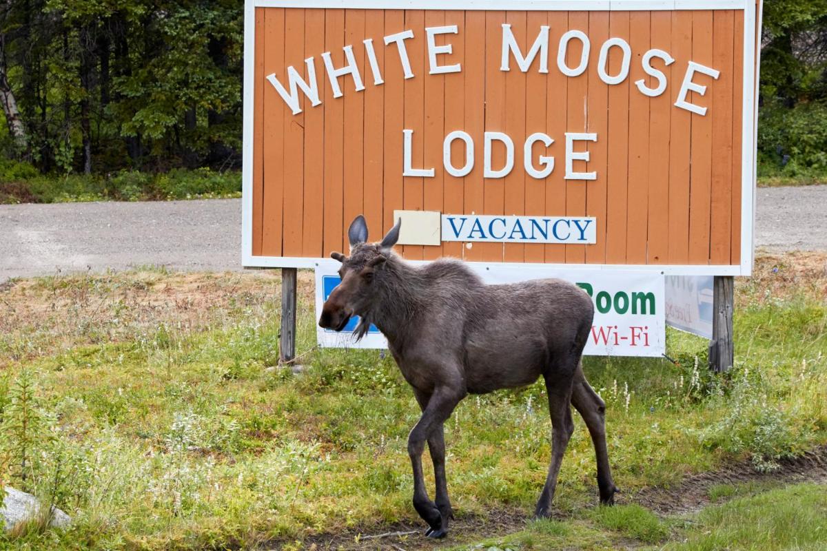 White Moose Lodge - Housity