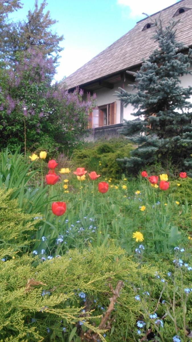 Pintea Cottage - Bucovina - Housity