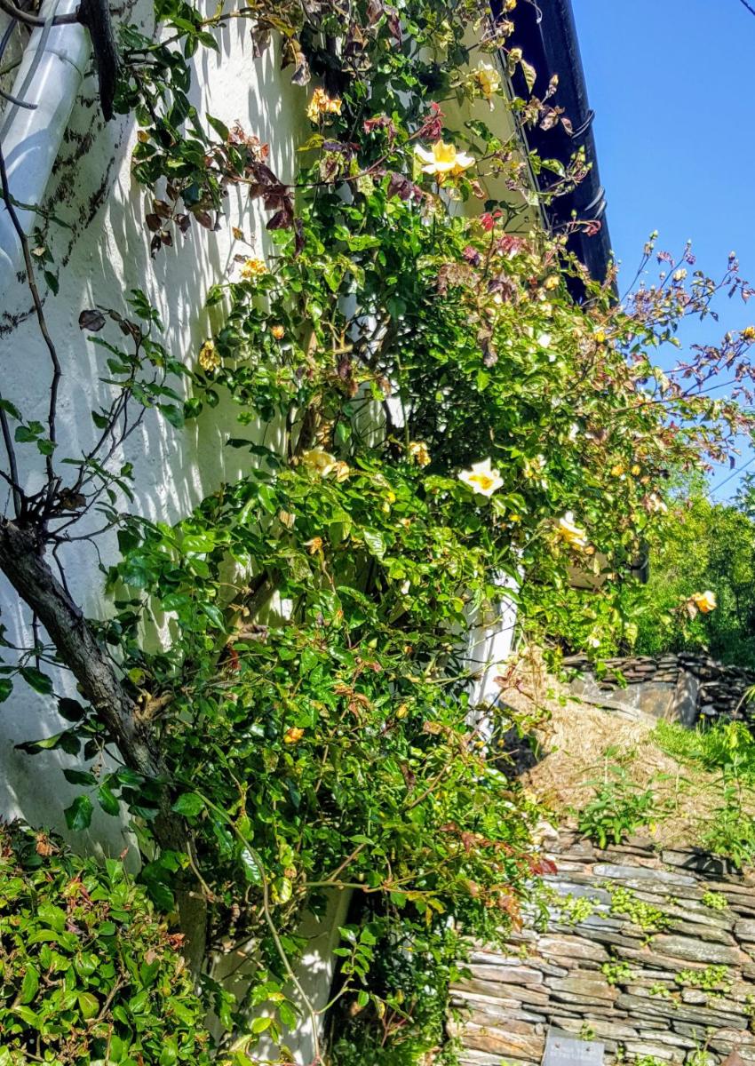 Tracebridge Cottage B&B - Housity