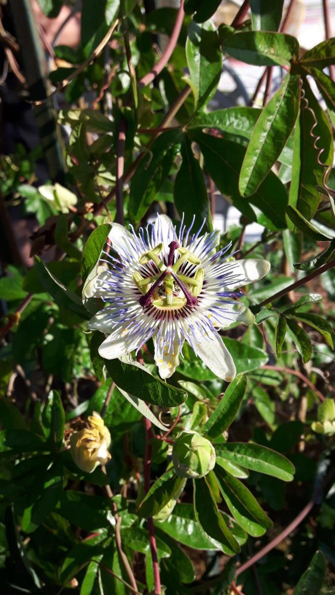 La Jouissiere - Housity