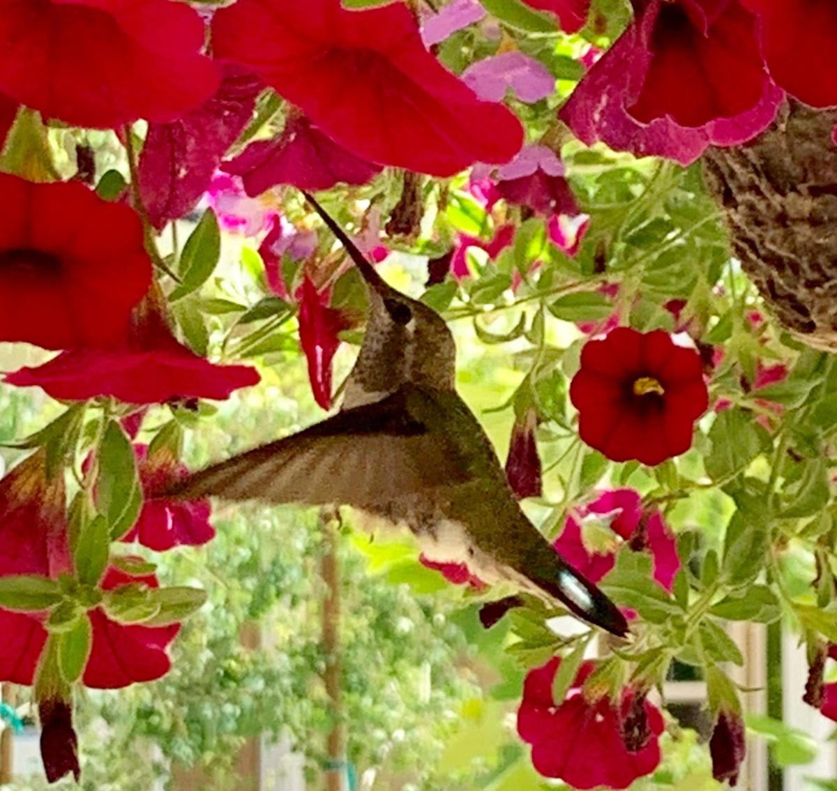 Red Tail Ranch - Housity