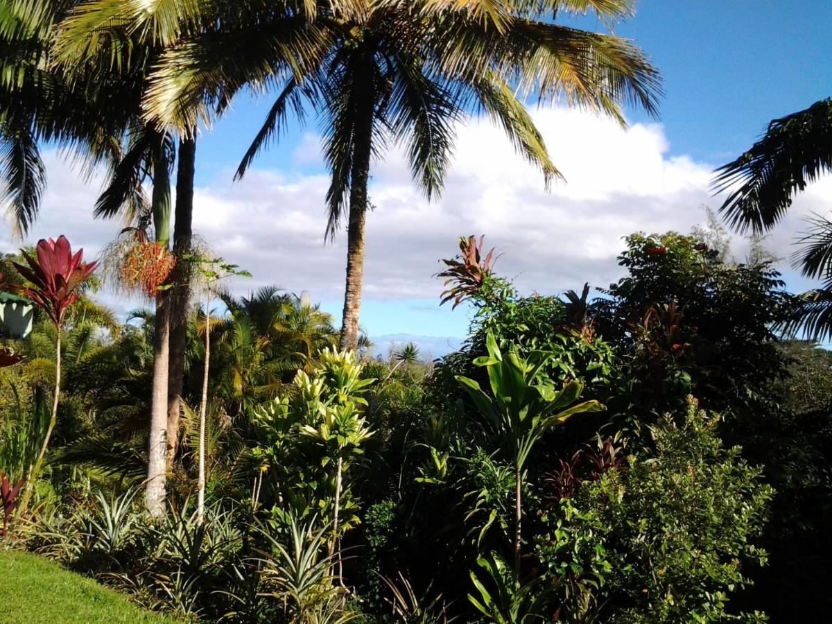 Lava Tree Tropic Inn - Housity