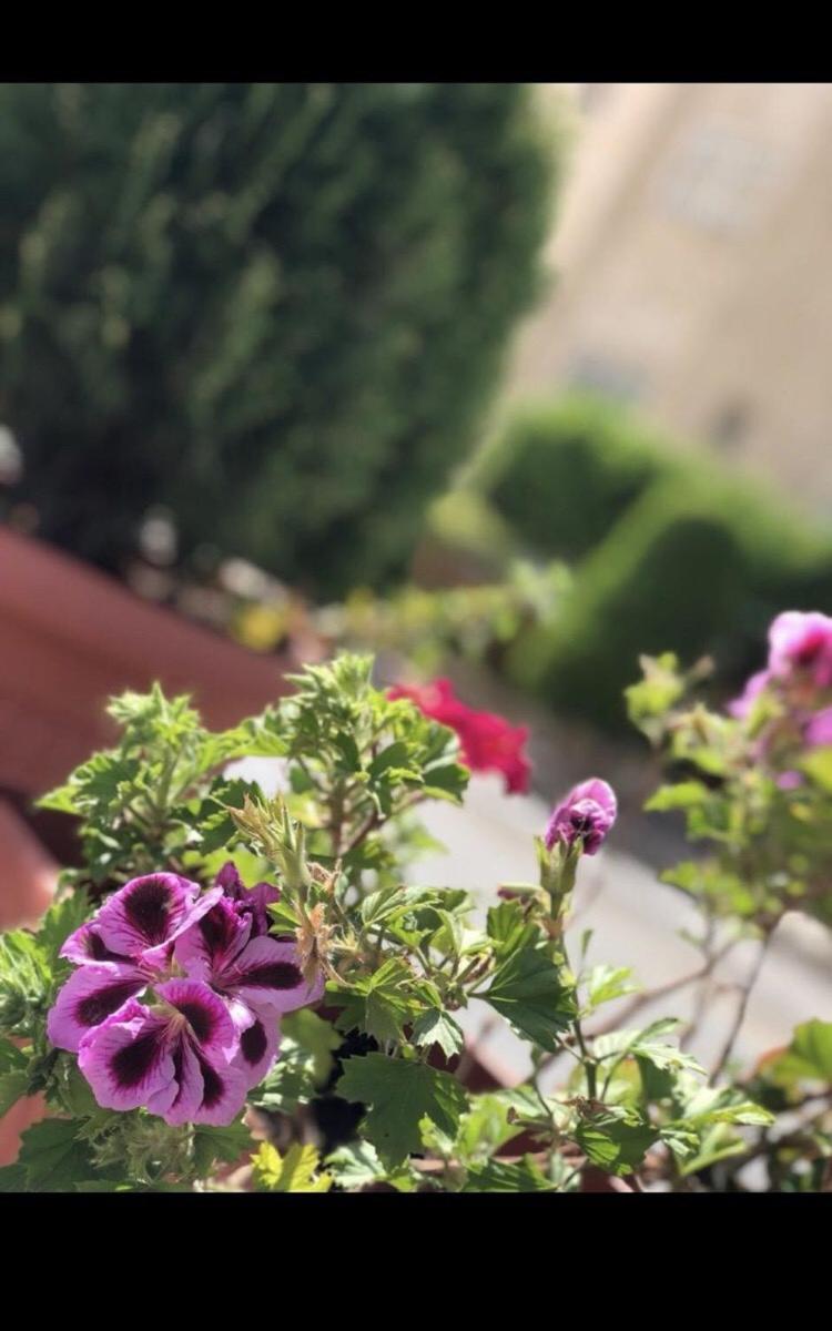 Tilal Almadina Hotel & Suites - Housity