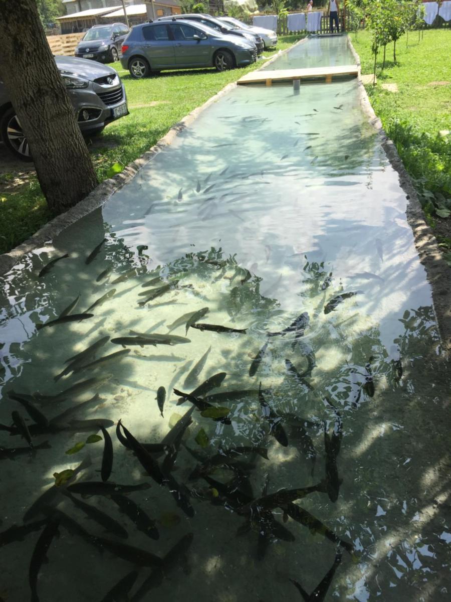 The Blue Eye - Housity