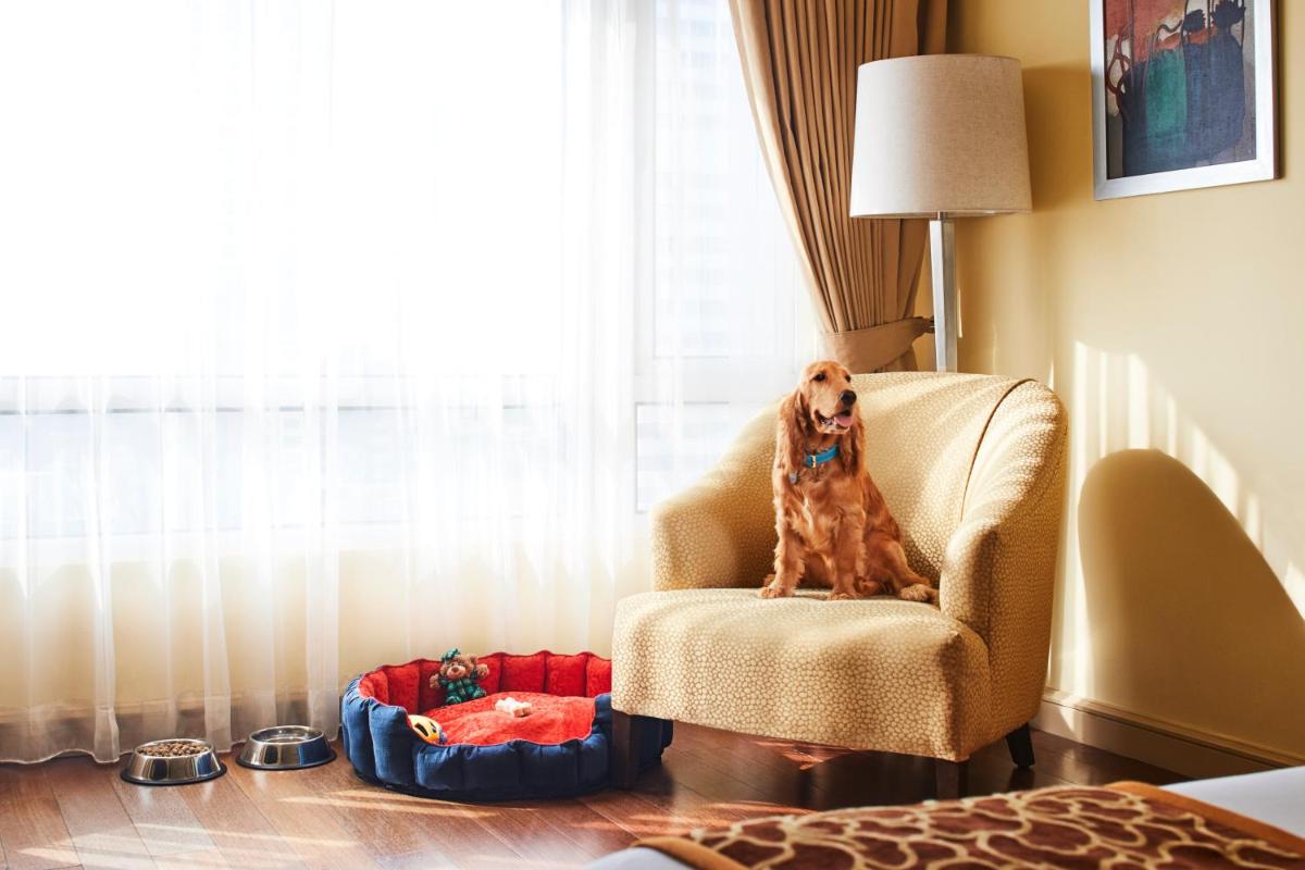 a dog sitting in a chair next to a window at President - IHCL SeleQtions in Mumbai a dog sitting in a chair next to a window at President - IHCL SeleQtions in Mumbai