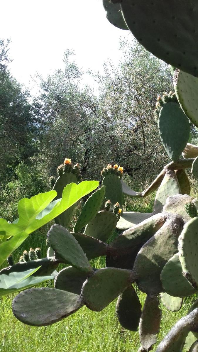 L' Albarosa affittacamere e b&b - Housity