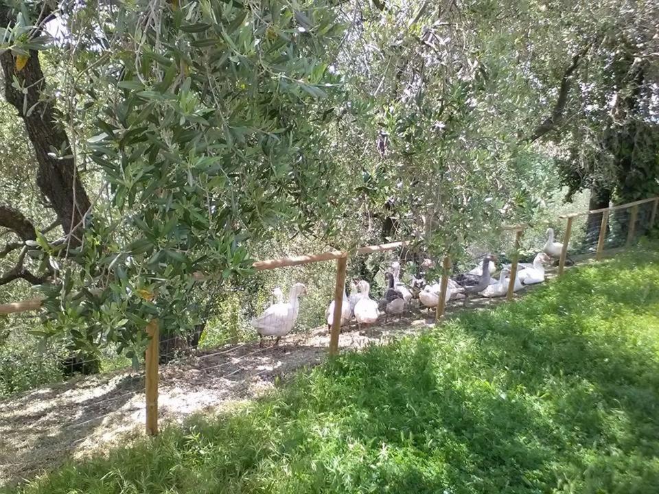 All'ombra degli Ulivi B&B - Housity