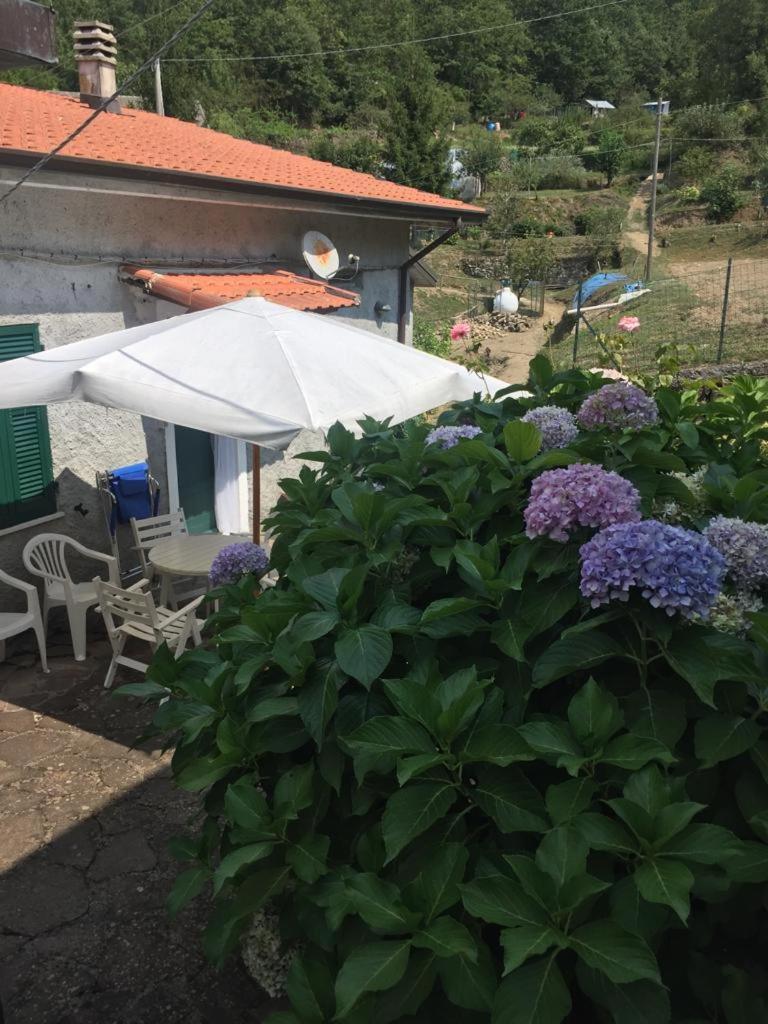 Ortensia - Housity