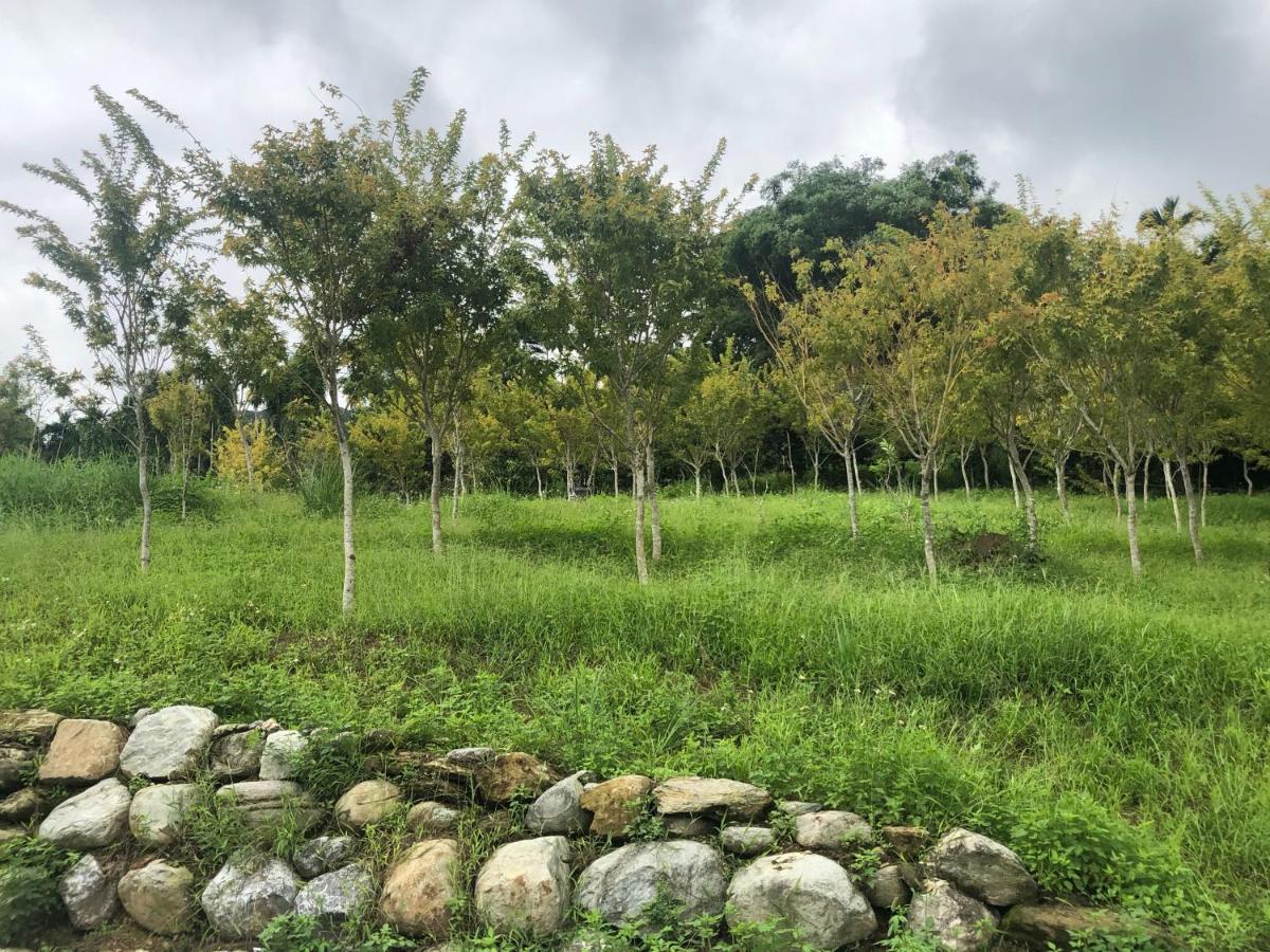 Sunrise Forest - Housity