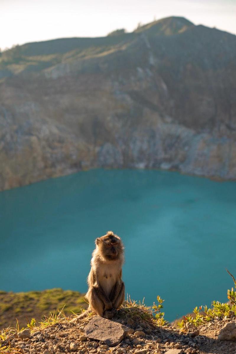 FARILA KELIMUTU LODGE - Housity