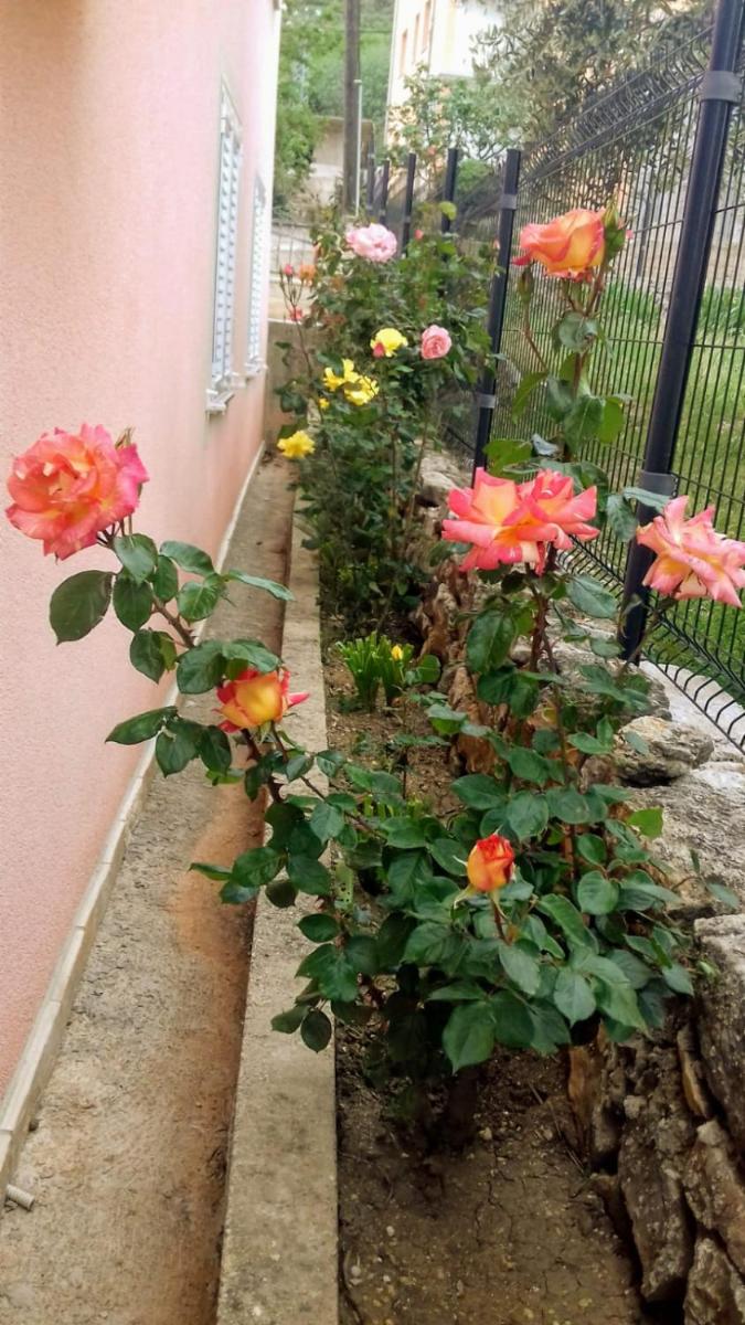Apartments Villa Marija - Housity