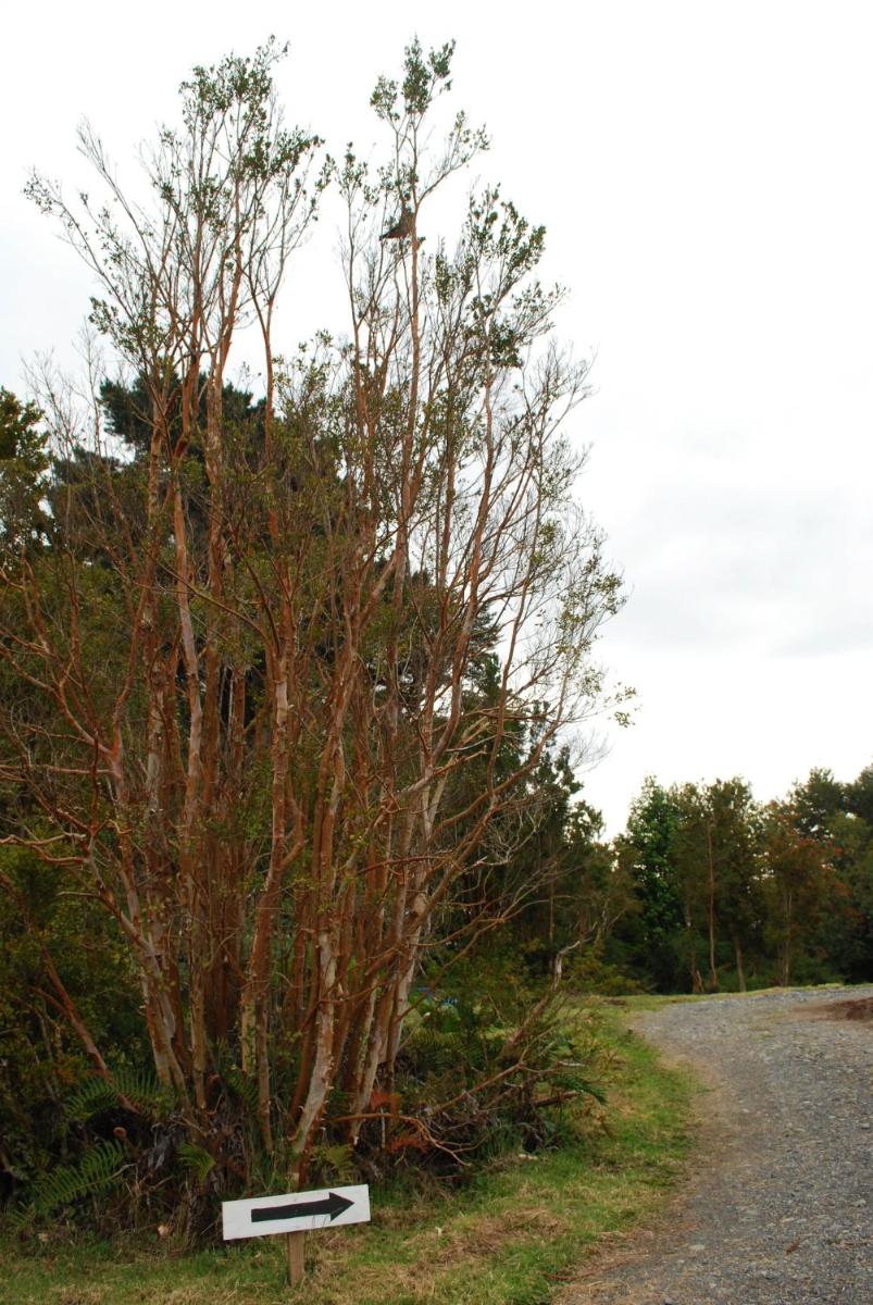 Chucao Bosque y Cabañas - Housity