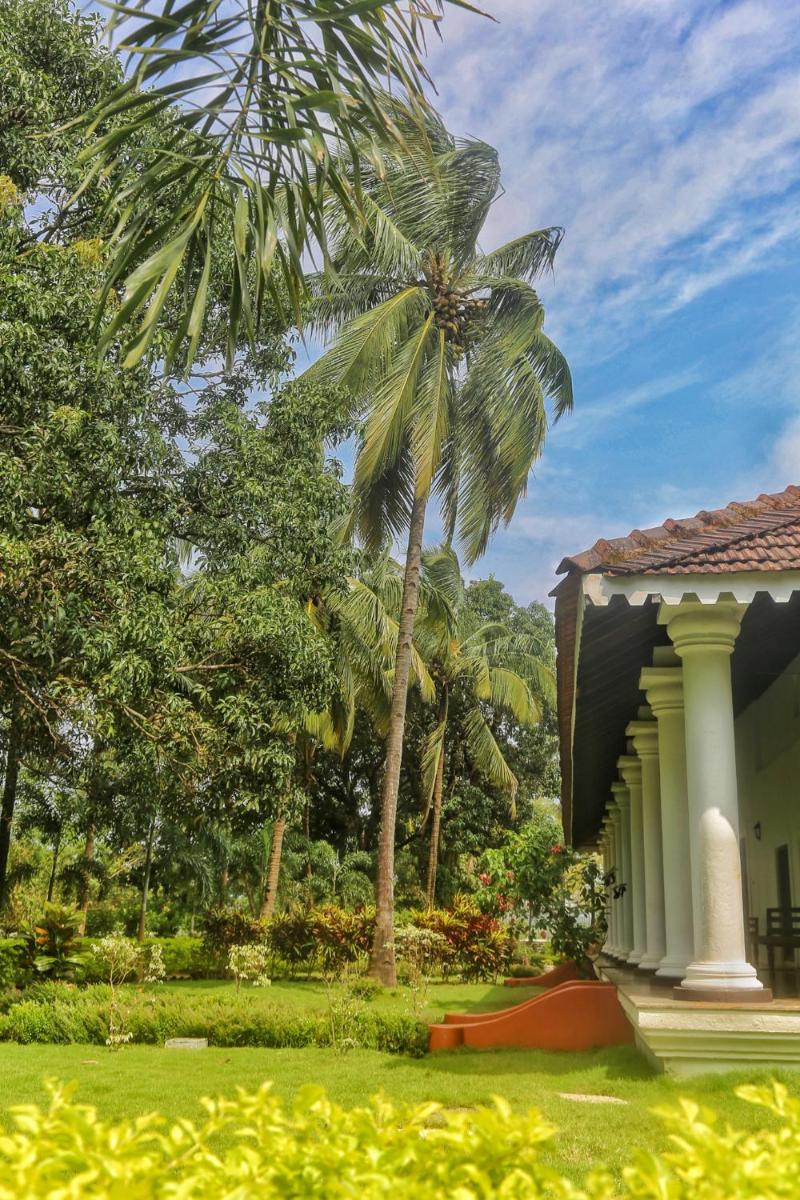 a house with a palm tree next to a yard at The Postcard Cuelim, Goa in Cansaulim