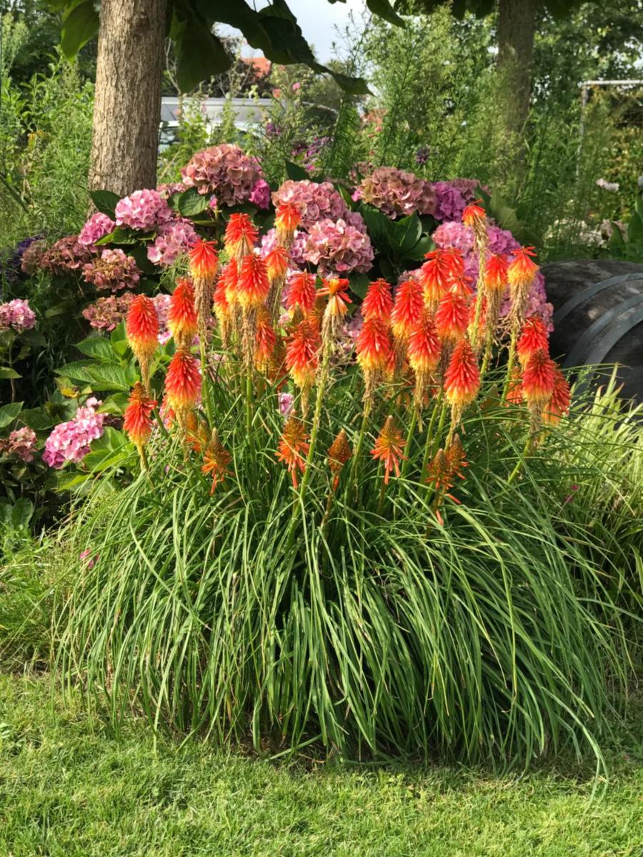 B&B Zonnedauw - Housity