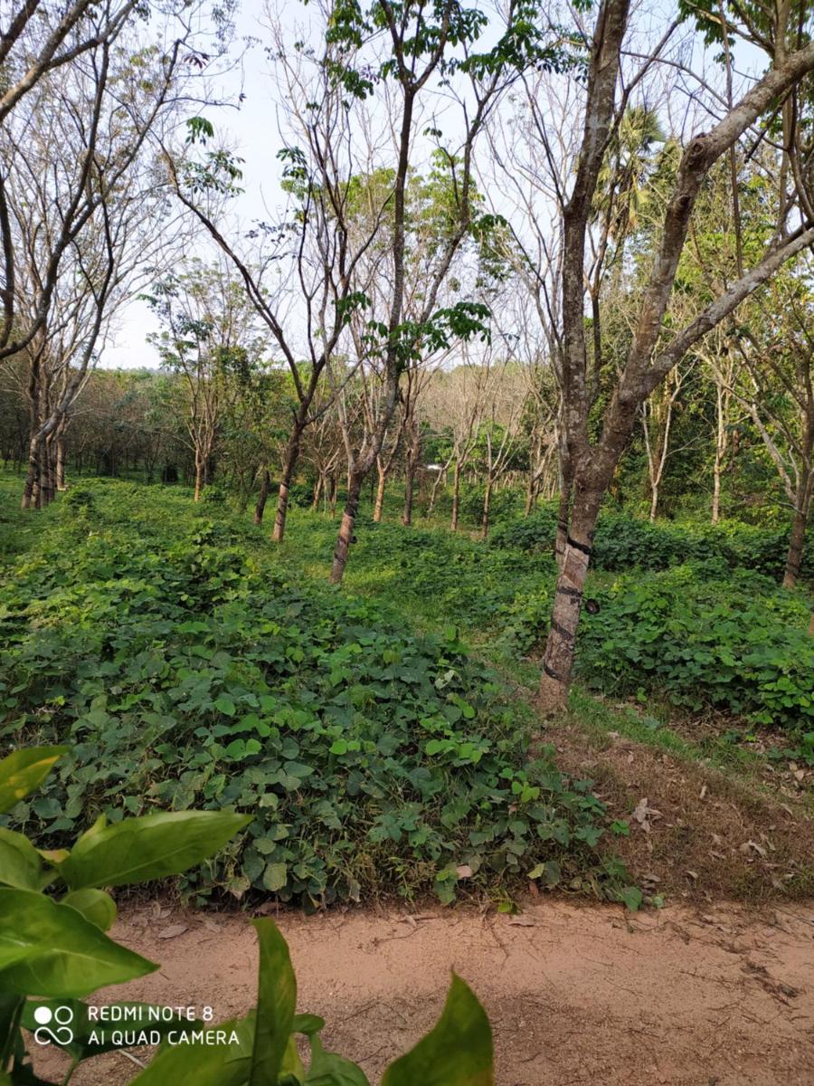 VANASIRI COTTAGE (Tourist Home) - Housity