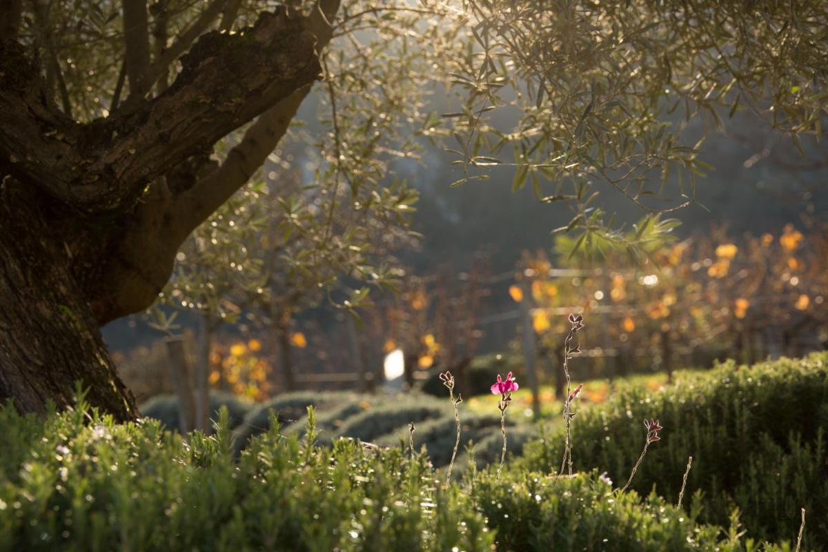 Jardin de l'établissement Hôtel-Spa Le Saint Cirq