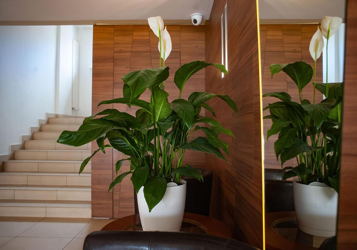Hotel Livia - Housity