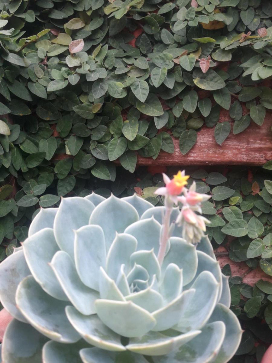 Casa Indaiá BnB - casa compartilhada - Housity