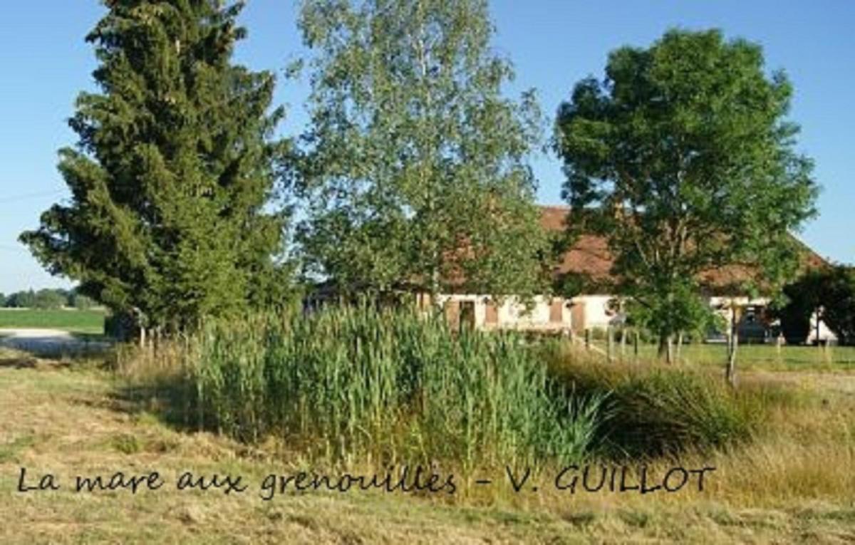 La mare aux grenouilles - Housity