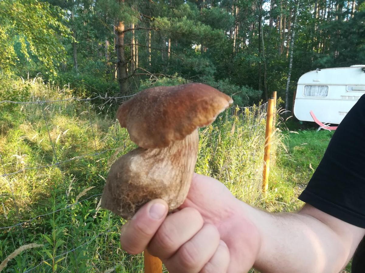 Zagroda Podlas - gospodarstwo agroturystyczne - Housity