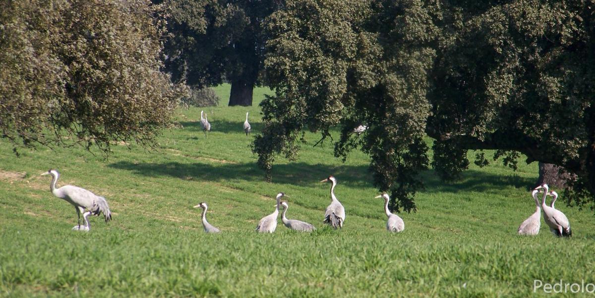 Casa Rural Cortijo del Zoco Bajo - Housity