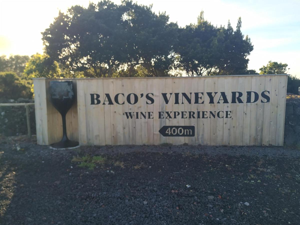 Baco's Vineyard - Housity