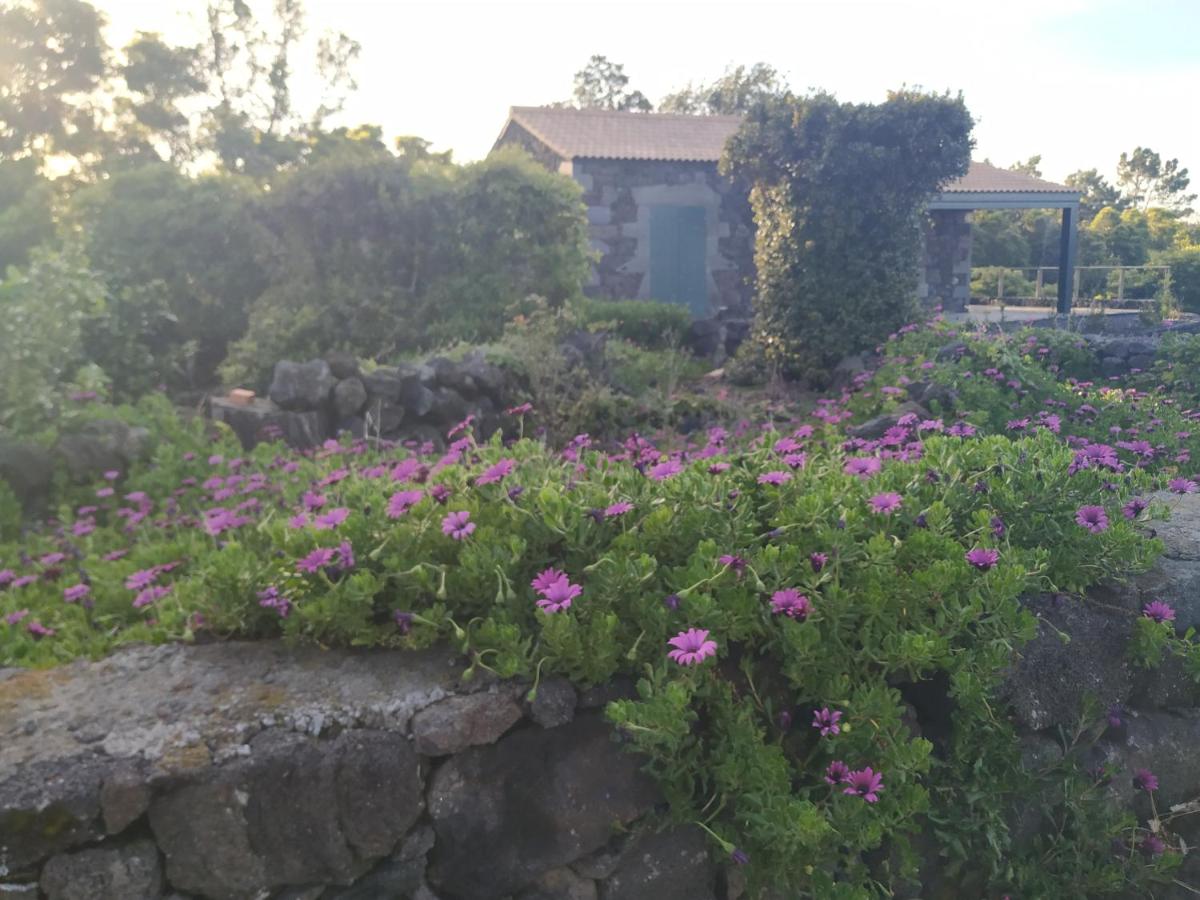 Baco's Vineyard - Housity