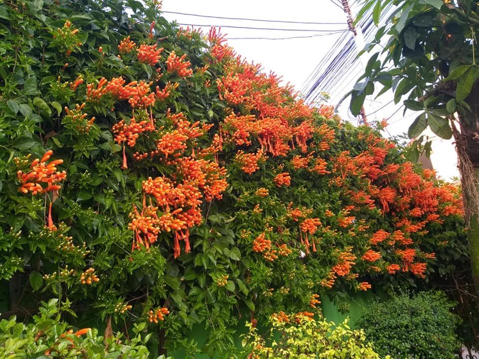Baan Bua Homestay - Housity