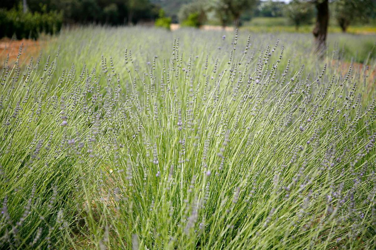 Jardín al aire libre en Hotel La Malcontenta