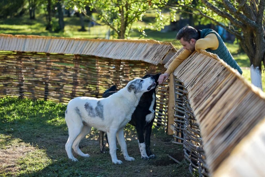 Casa Floarea Soarelui - Poiana Creasta Cocoșului - Housity