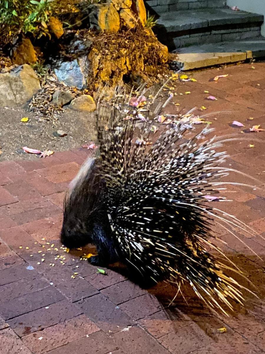 Porcupine Walk - Housity