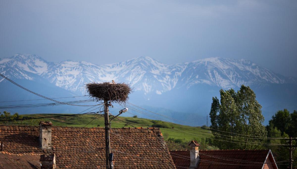 Casa Mosului - Transfăgărășan Bed & Breakfast - Housity