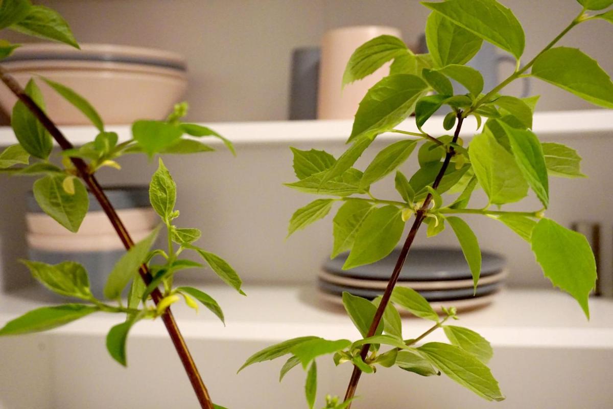 Hotel-Pension Treppengasse Nr 6 - Housity