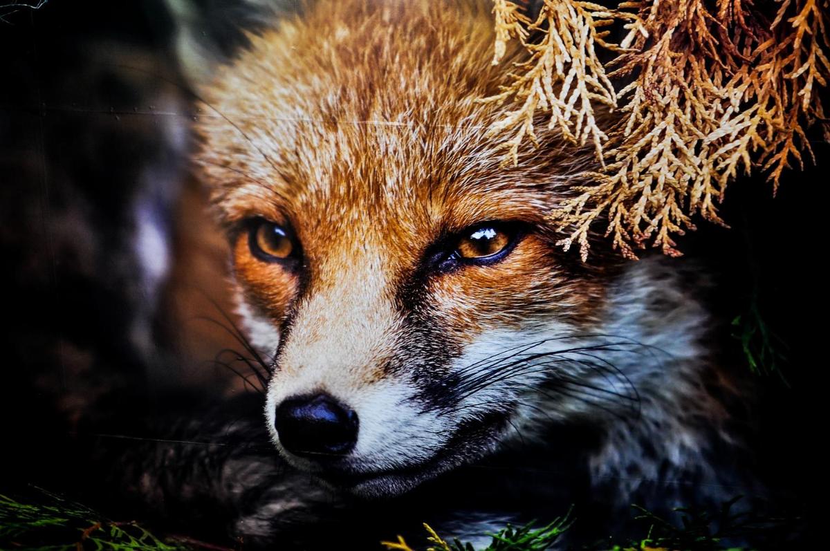 The Fox Hostel - Housity