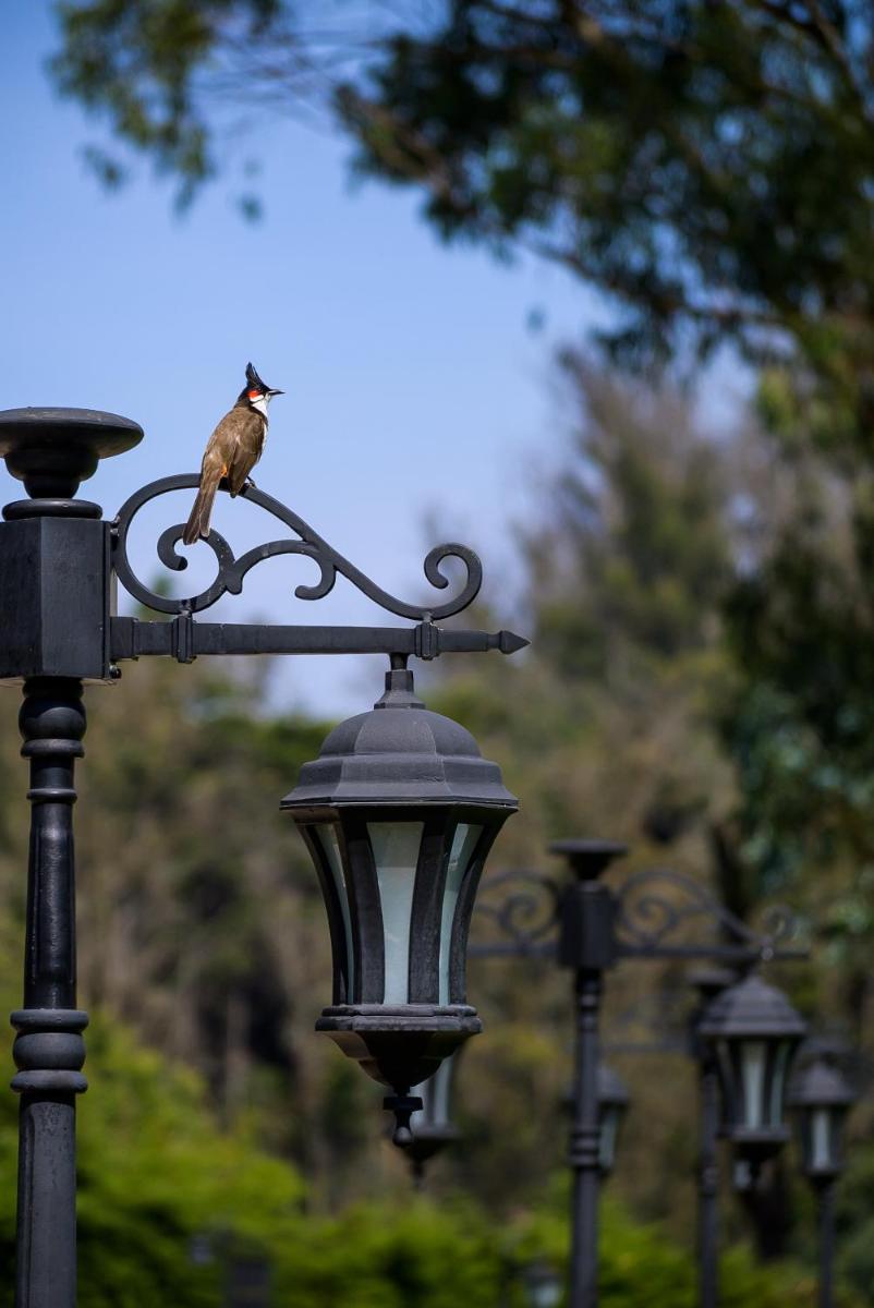 a bird sitting on top of a street light at Savoy - IHCL SeleQtions in Ooty