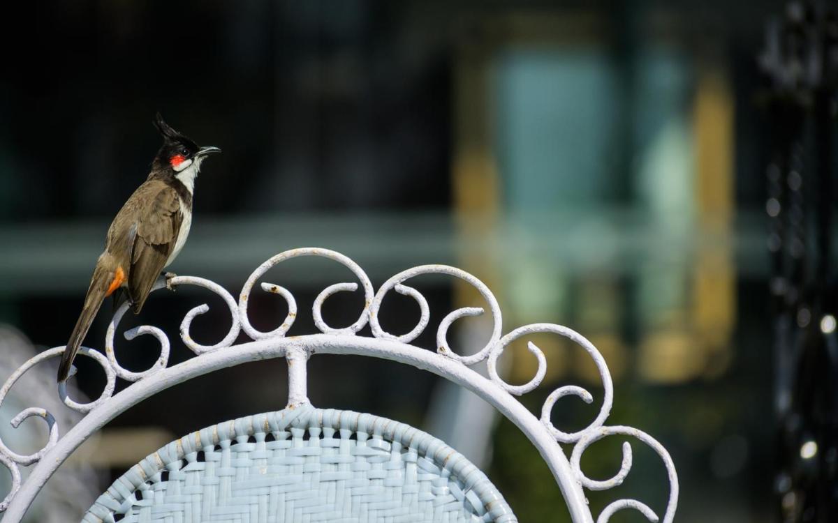 a bird perched on the back of a white bench at Savoy - IHCL SeleQtions in Ooty