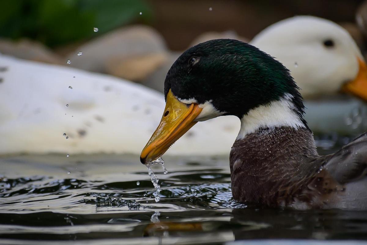 a duck in the water with its beak in the water at Savoy - IHCL SeleQtions in Ooty