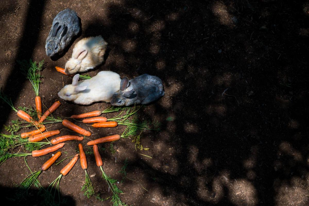 two baby rabbits laying next to carrots on the ground at Savoy - IHCL SeleQtions in Ooty