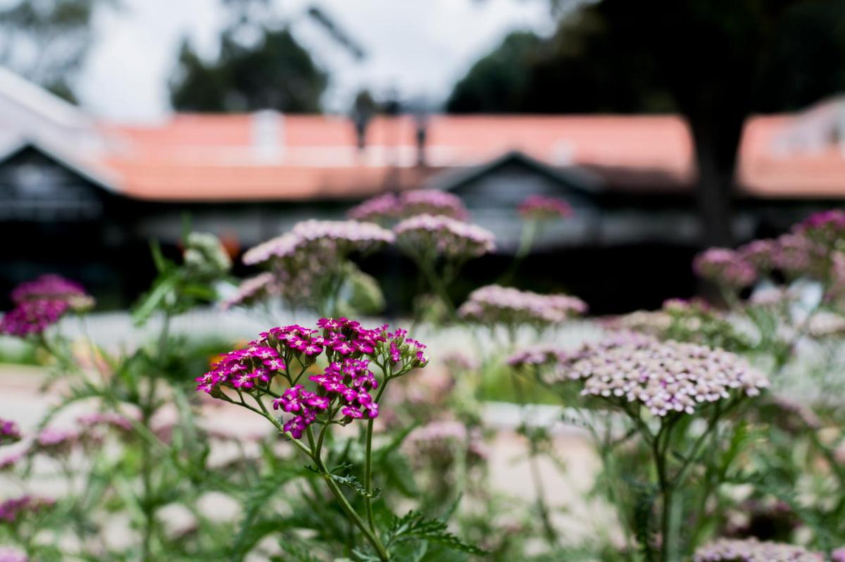 a bunch of pink flowers in a garden at Savoy - IHCL SeleQtions in Ooty