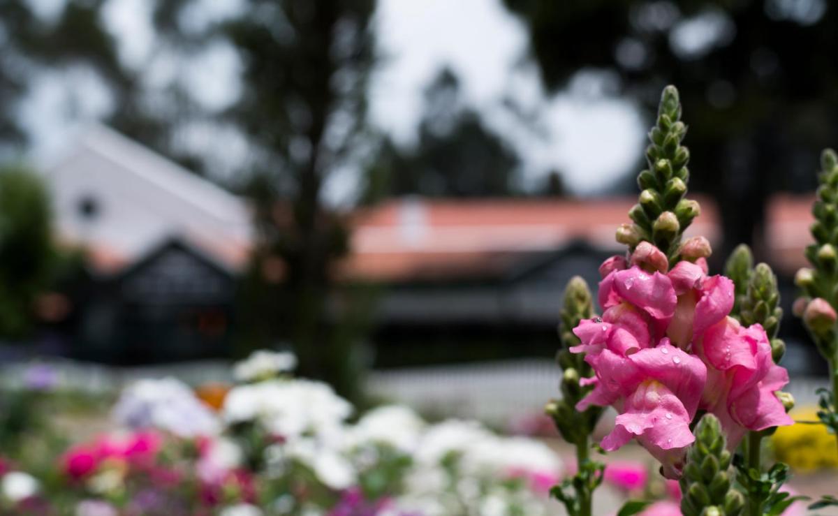 a pink flower in a garden with other flowers at Savoy - IHCL SeleQtions in Ooty