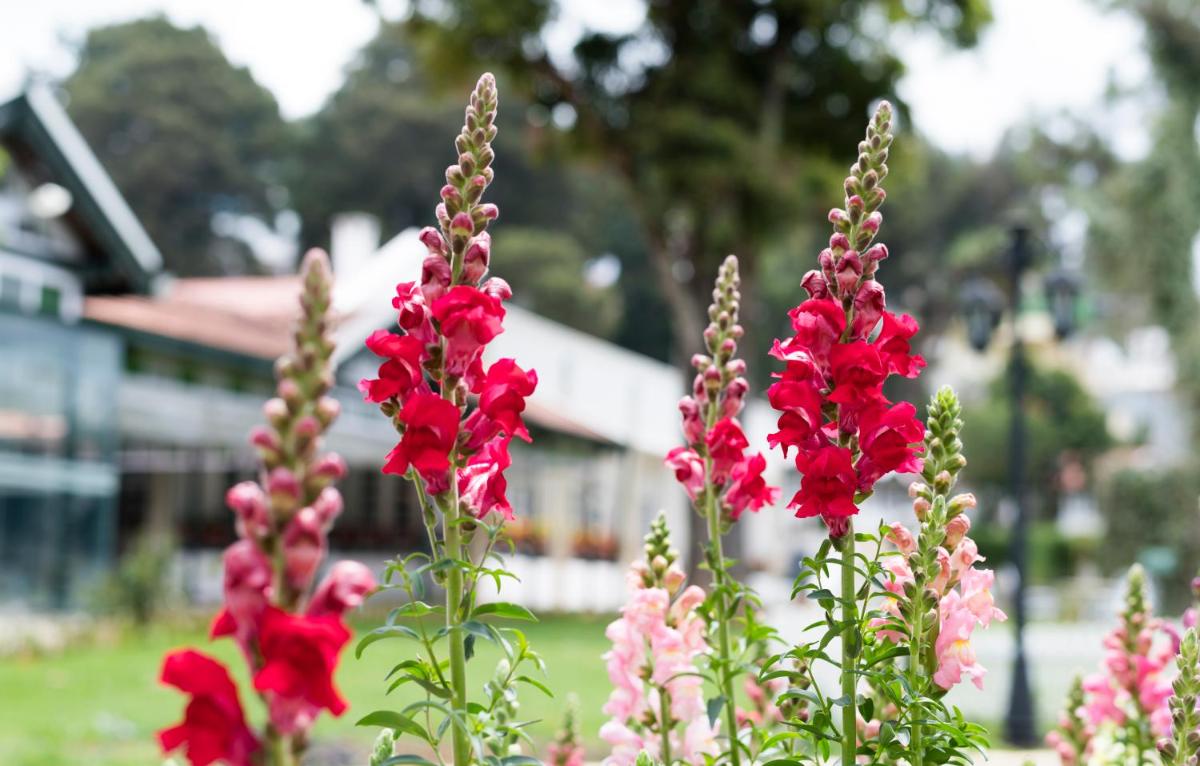 a group of red flowers in front of a building at Savoy - IHCL SeleQtions in Ooty