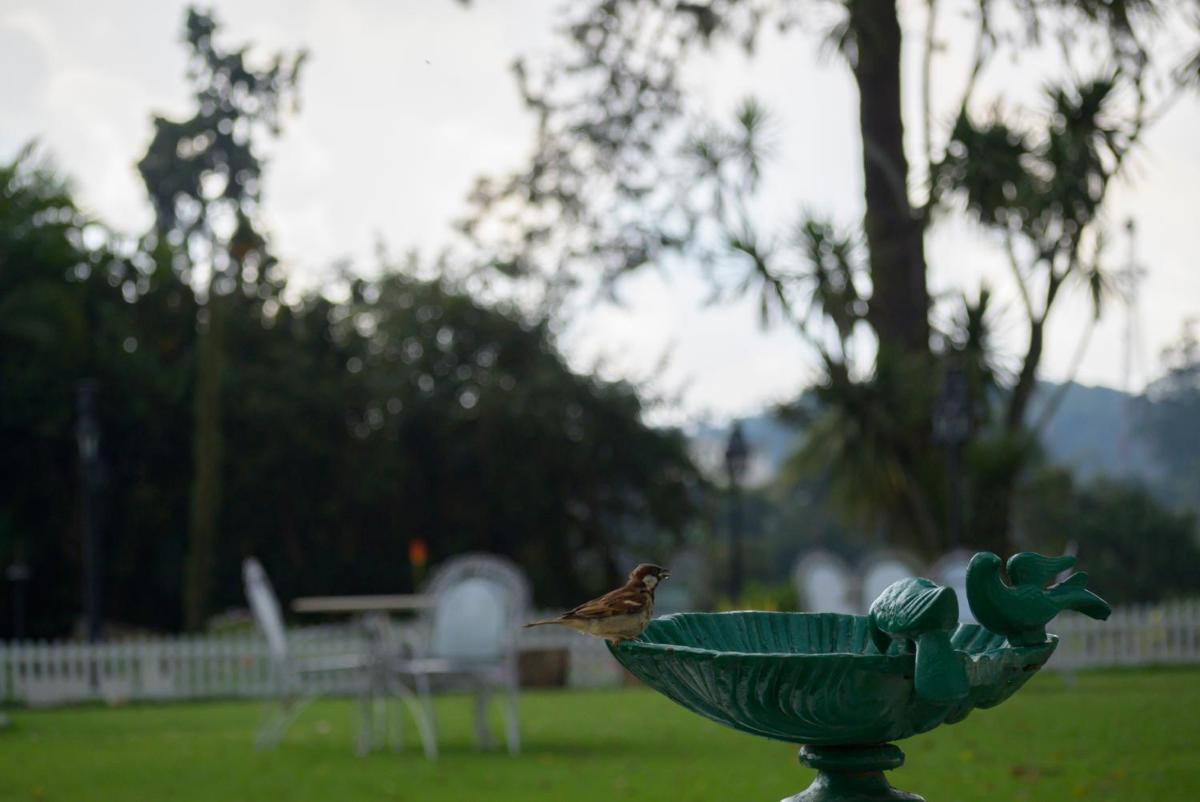 a bird in a bird bath in a park at Savoy - IHCL SeleQtions in Ooty