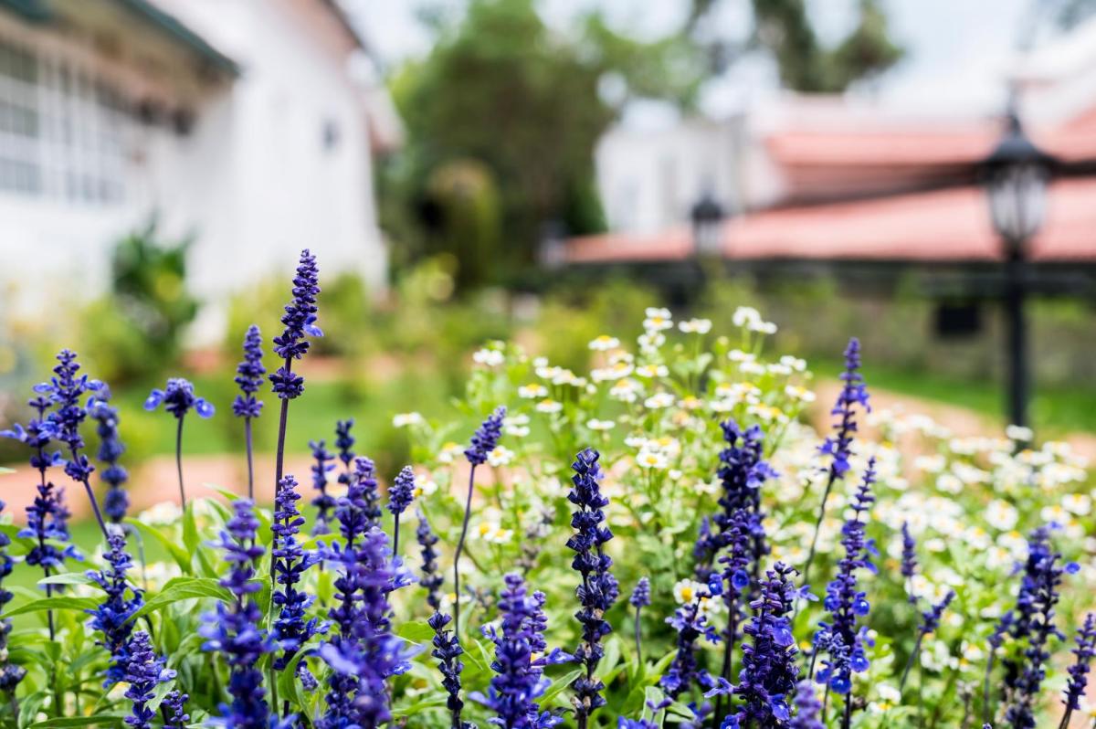 a field of purple flowers in front of a house at Savoy - IHCL SeleQtions in Ooty