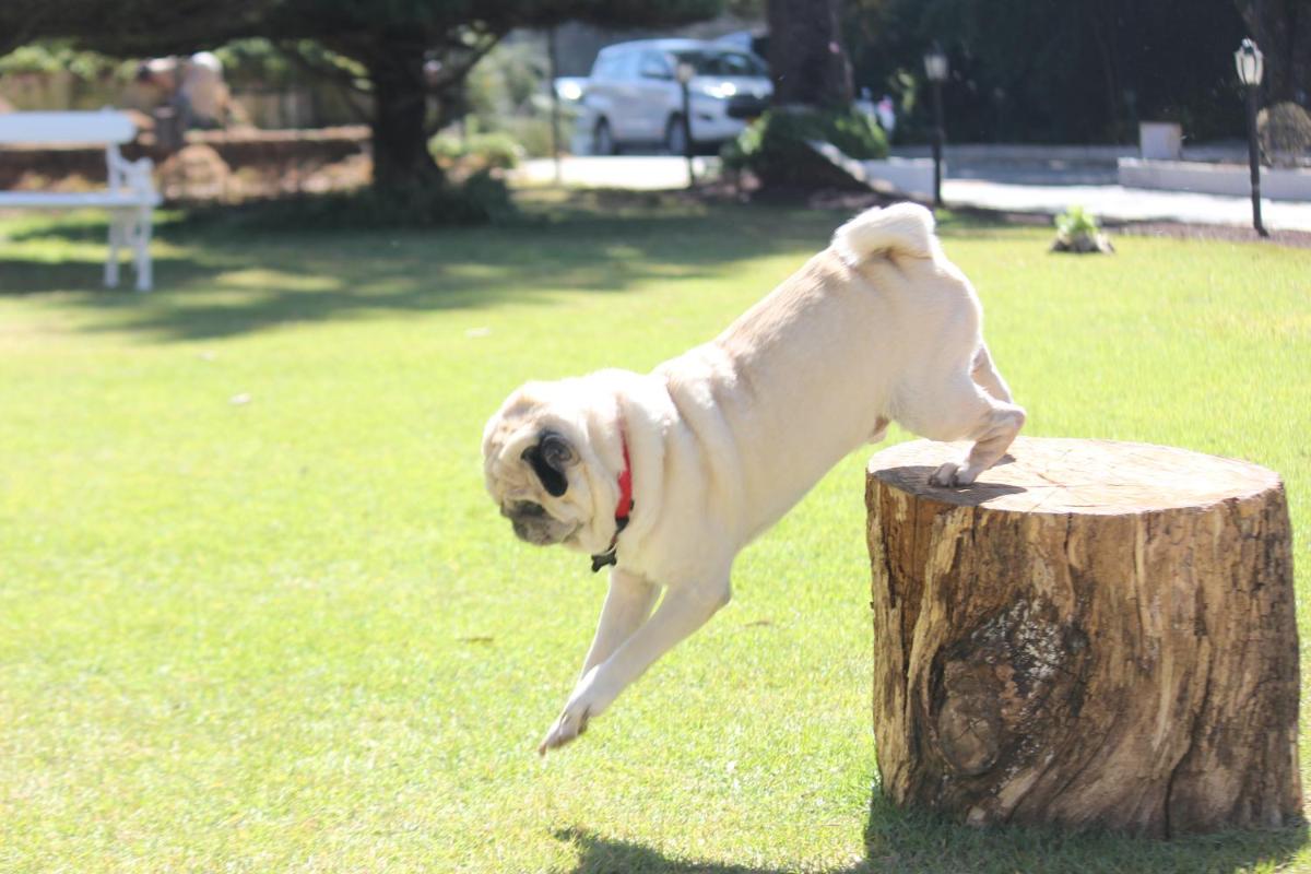 a pug dog jumping off of a tree stump at Savoy - IHCL SeleQtions in Ooty